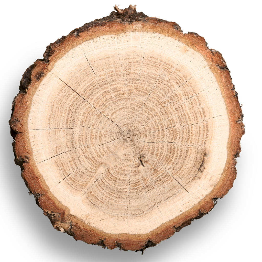 Holz66 Baumstamm zeigt Holzarten Holztypen und Holzmaserung im Möbelbau