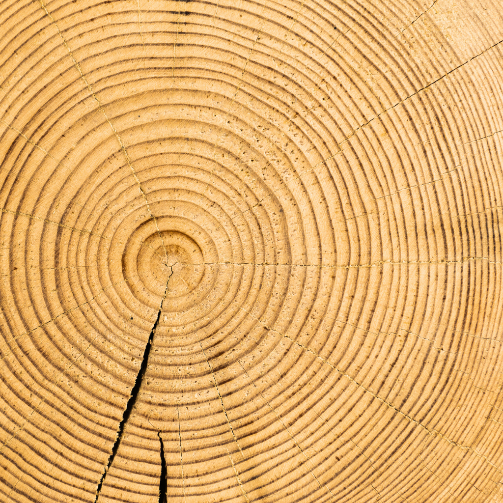 Baum Querschnitt alt Qualität holz in Möbelproduktion bei Holz66
